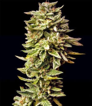 GGG1 Auto (Guy's Girl Scout Cookie Glue)
