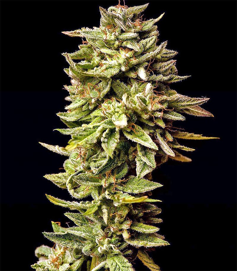 GGG1 Auto (Guy's Girl Scout Cookie Glue)