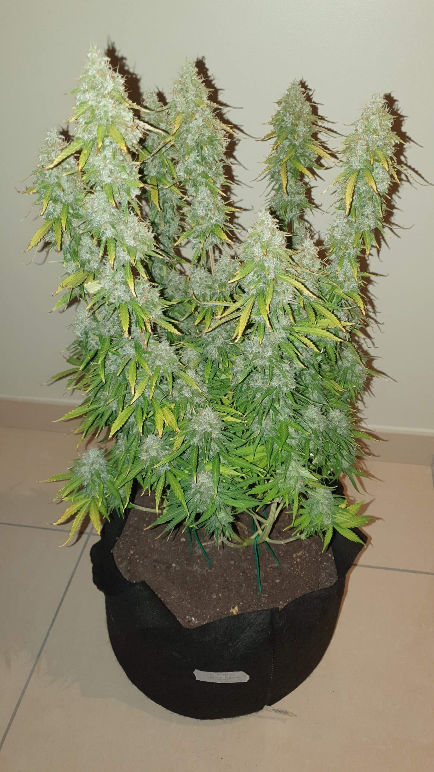 GGG2 Auto (Gorilla Infested Gelato)