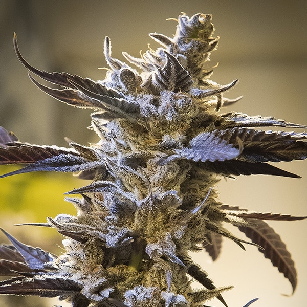 Ghost Train OG Auto