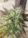Girl Scout Cookies Auto (Auto Seeds)