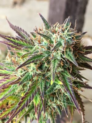 Girl Scout Cookies Auto (Auto Seeds)
