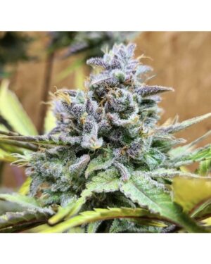 Girl Scout Cookies Auto (Cali Connections Seeds)