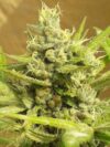 Girl Scout Cookies Auto (Lineage Genetics)