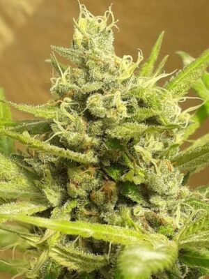 Girl Scout Cookies Auto (Lineage Genetics)