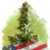 Girl Scout Cookies Auto (Nirvana Seeds)
