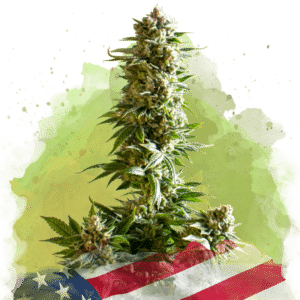 Girl Scout Cookies Auto (Nirvana Seeds)