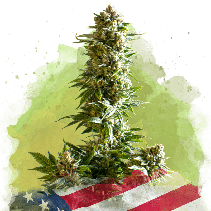 Girl Scout Cookies Auto (Nirvana Seeds)