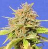 Girl Scout Cookies Auto (Original Sensible Seeds)
