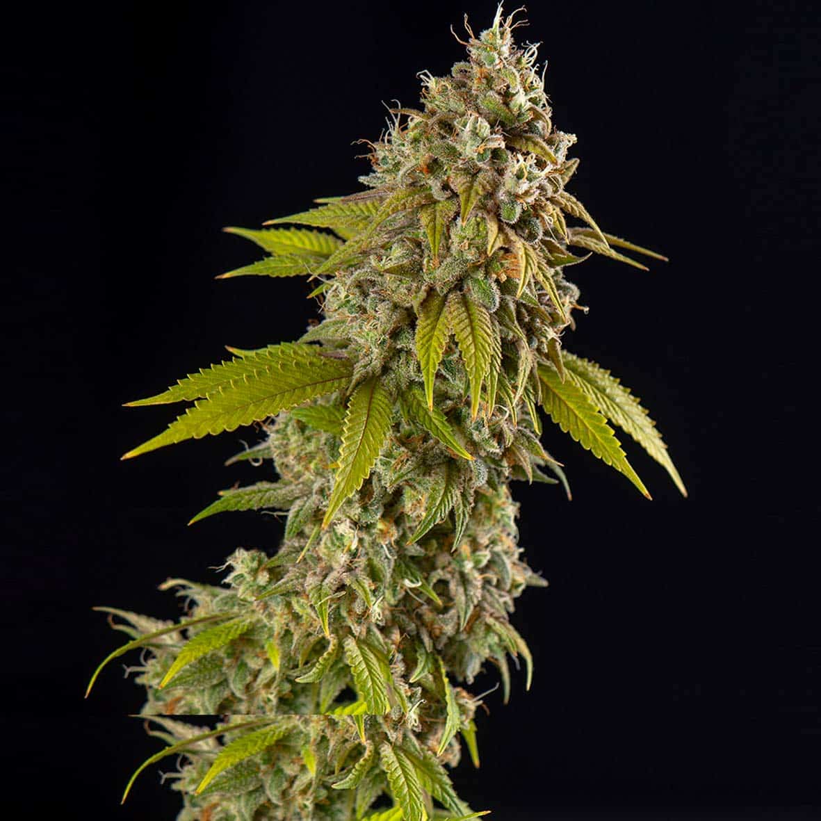 Girl Scout Cookies Auto (Spliff Seed)