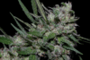 Girl Scout Cookies (Big Head Seeds)