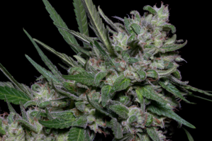 Girl Scout Cookies (Big Head Seeds)