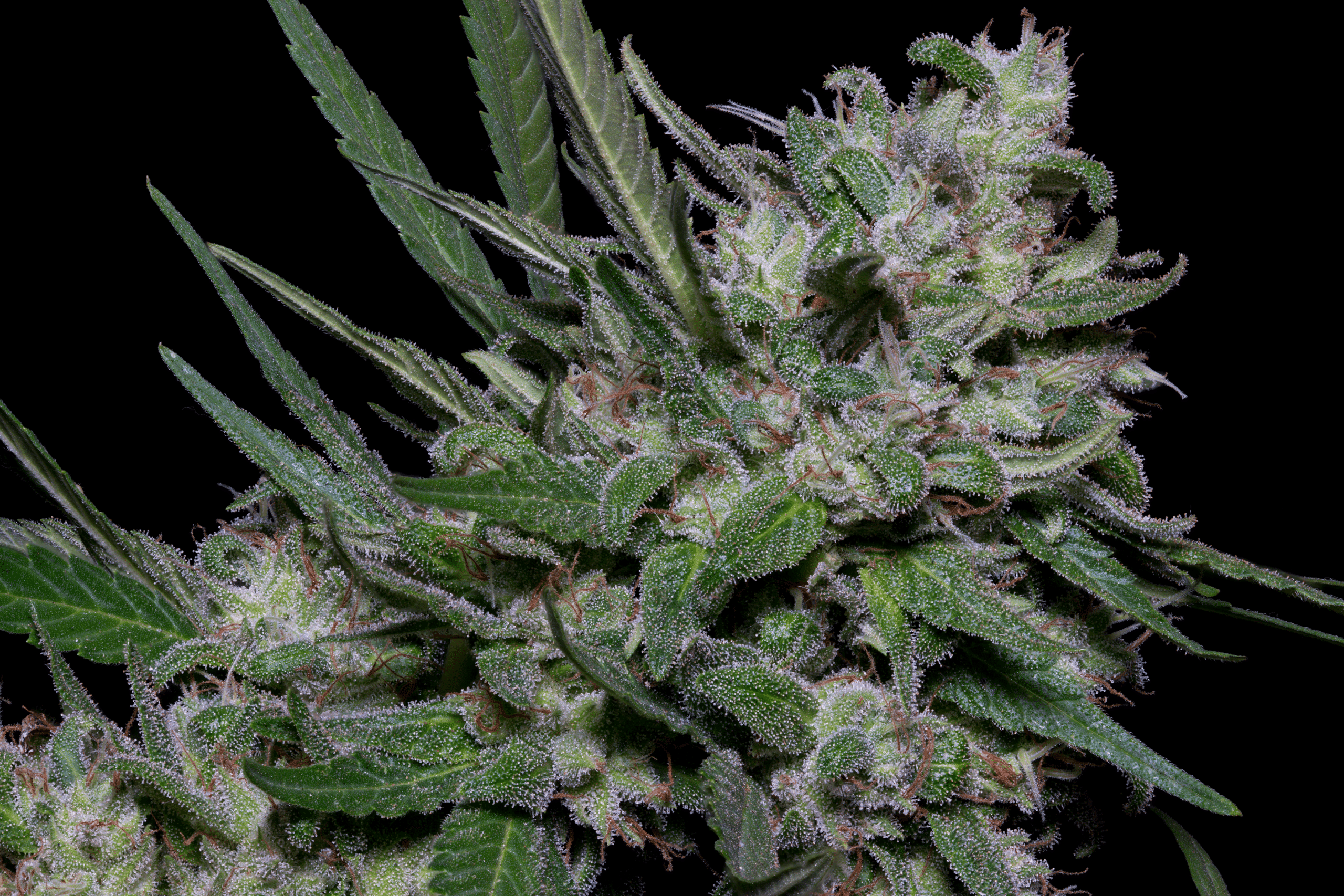 Girl Scout Cookies (Big Head Seeds)