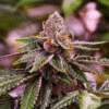 Girl Scout Cookies (Nirvana Seeds)