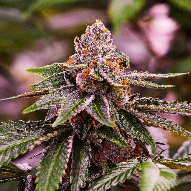 Girl Scout Cookies (Nirvana Seeds)