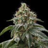 Girl Scout Cookies (Spliff Seed)