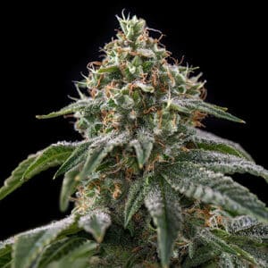 Girl Scout Cookies (Spliff Seed)