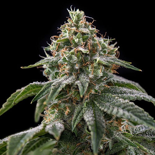Girl Scout Cookies (Spliff Seed)