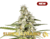 Girl Scout Cookies (Super Strains)