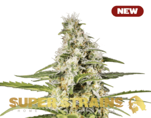 Girl Scout Cookies (Super Strains)