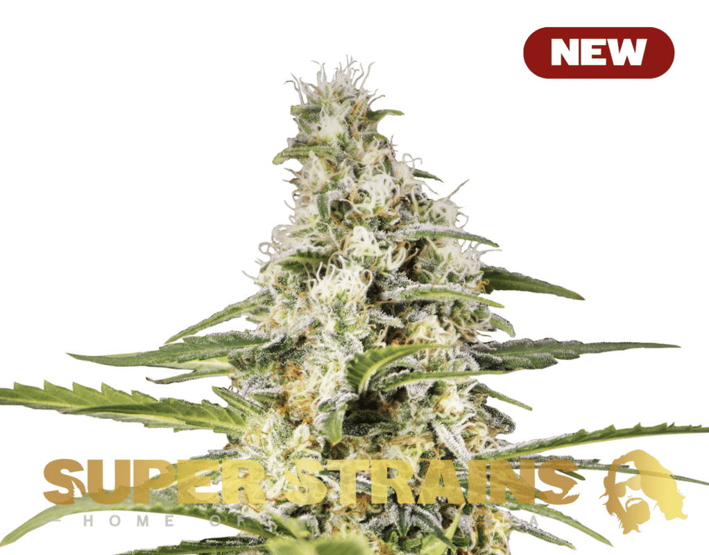 Girl Scout Cookies (Super Strains)