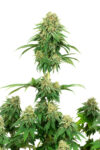 Girl Scout Cookies (White Label Seeds)