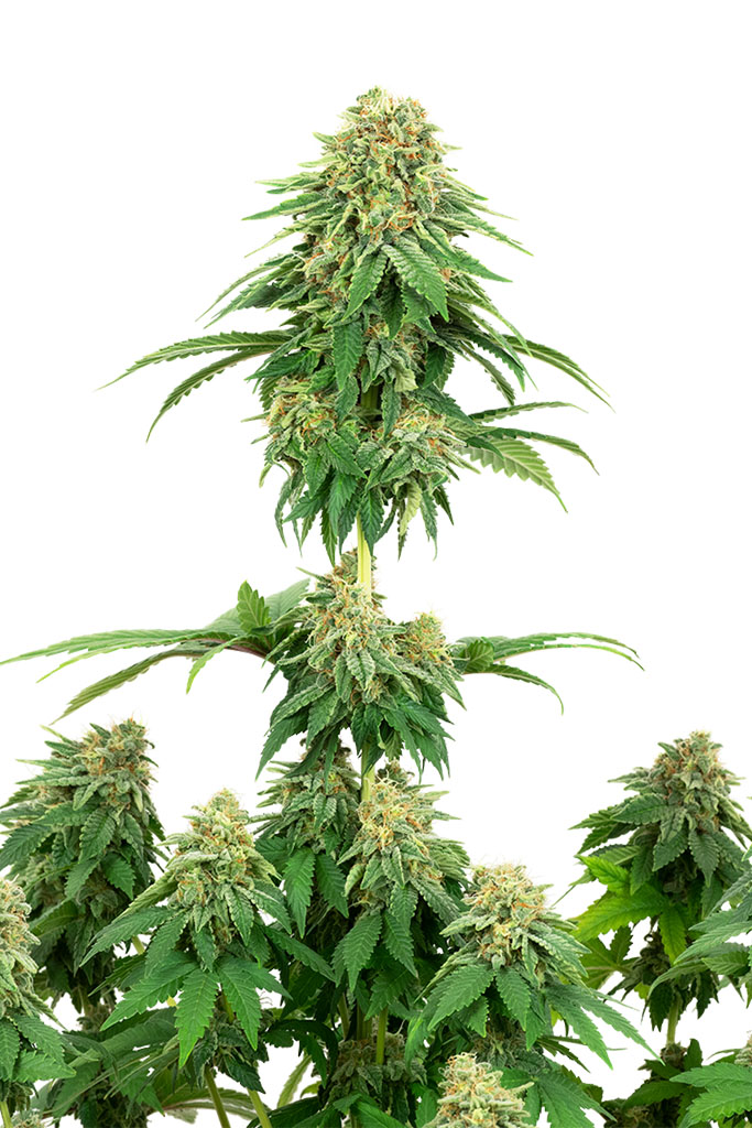 Girl Scout Cookies (White Label Seeds)