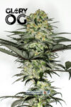 Glory OG