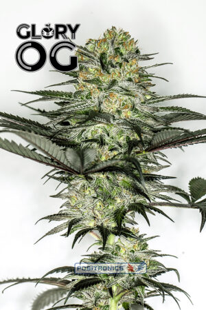 Glory OG