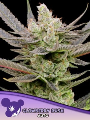 Glowberry Rush Auto