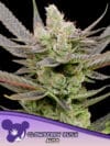 Glowberry Rush Auto
