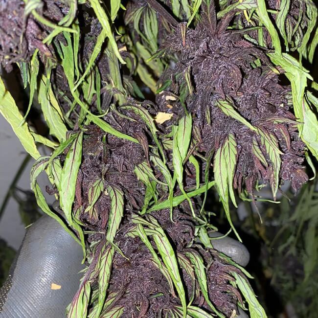 Glu CBD Auto