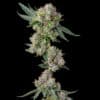Glue31
