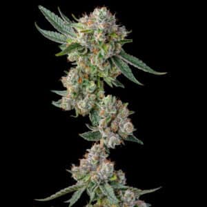 Glue31
