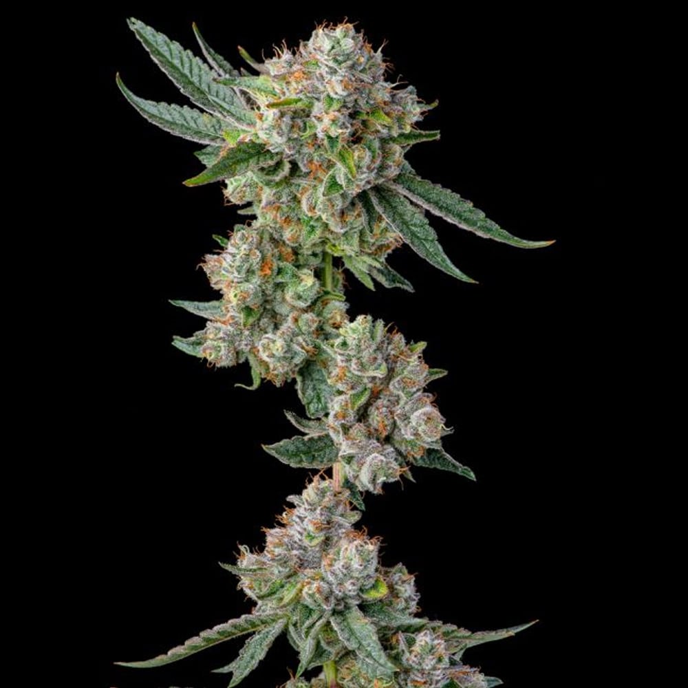 Glue31