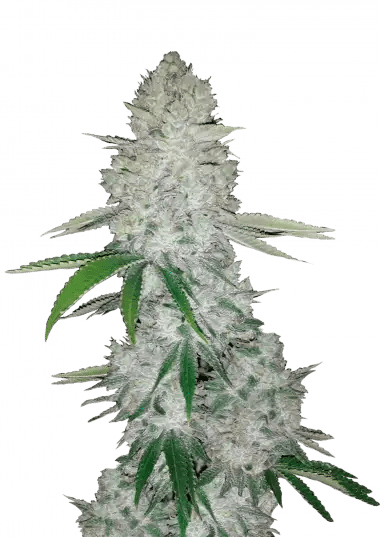Glue Auto (Gorilla)