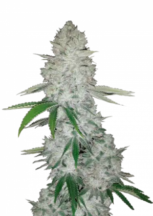 Glue Auto (Gorilla)