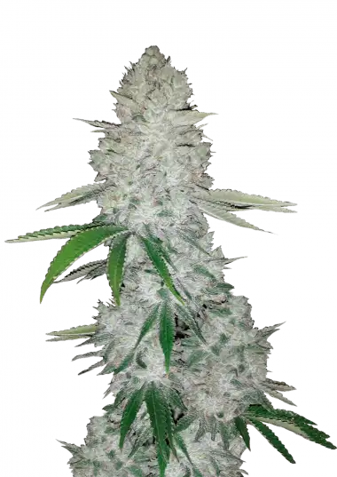 Glue Auto (Gorilla)