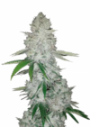 Glue Auto (Gorilla)
