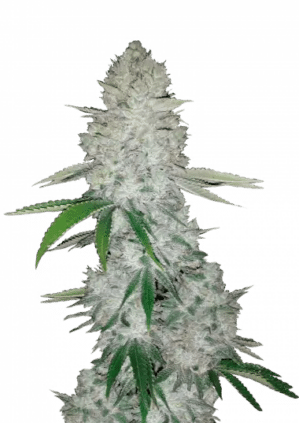 Glue Auto (Gorilla)