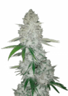 Glue Auto (Gorilla)