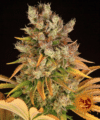 GMO (Barney’s Farm)