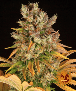 GMO (Barney’s Farm)