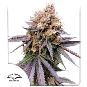 GMO Fast (Dutch Passion)