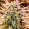 Gold Bar Kush