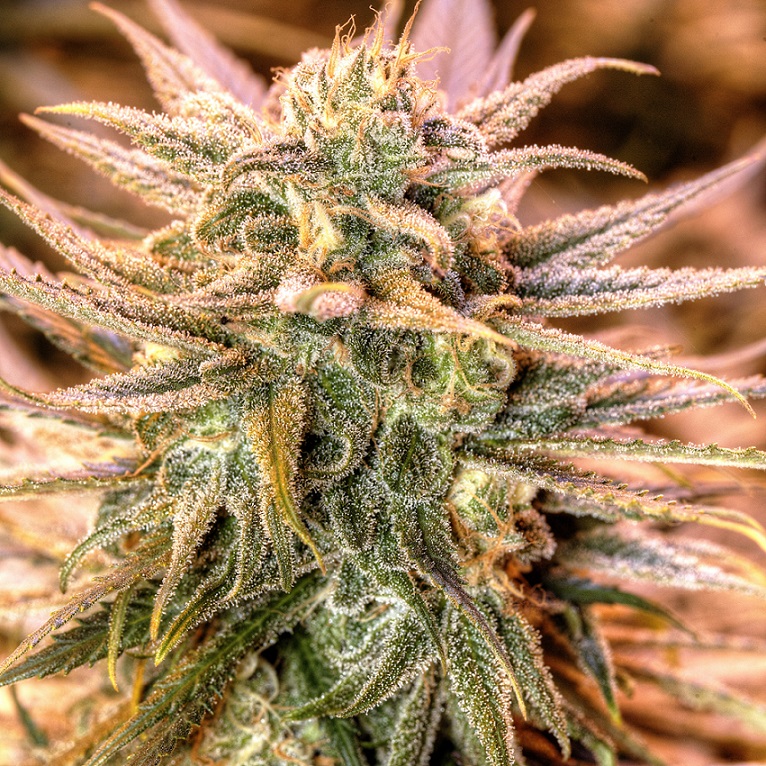 Gold Bar Kush