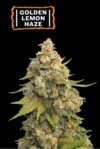 Golden Lemon Haze