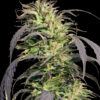 Gold Rush Outdoor