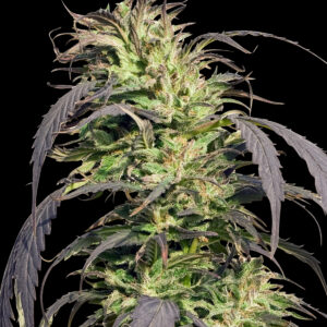 Gold Rush Outdoor