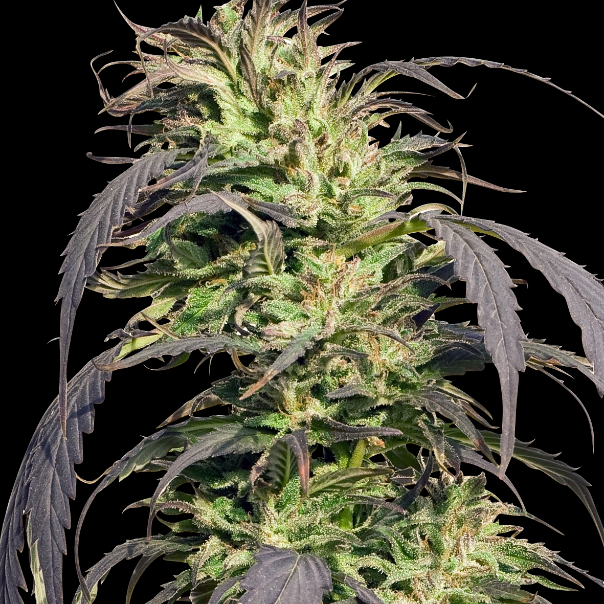 Gold Rush Outdoor